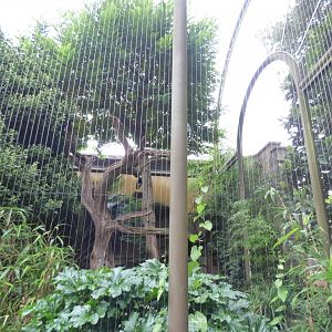 Asian Wooly-necked Stork Aviary