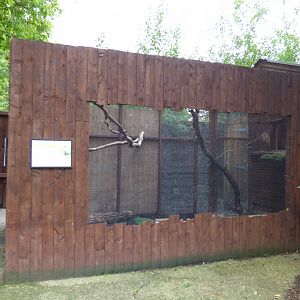 Common Caracara Aviary