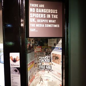 False Widow Spider Enclosure