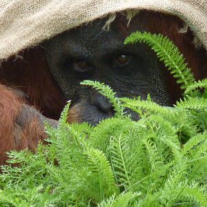 Sumatran Orangutan, September 2017