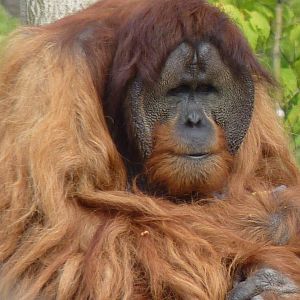 Puluh, Sumatran Orangutan, September 2017