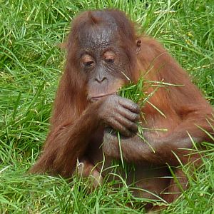 Sumatran Orangutan, September 2017
