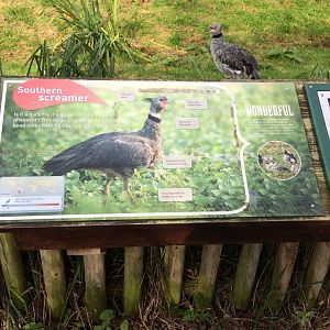 Southern Screamer with Signage