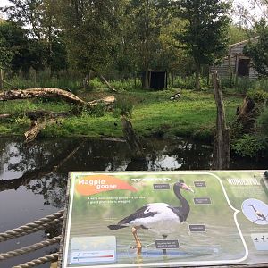 View of Magpie Goose enclosure