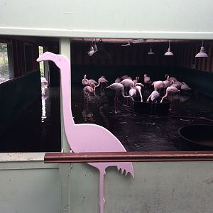 Greater Flamingo indoor enclosure
