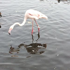 Greater Flamingo