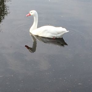 Coscoroba Swan