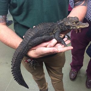 West African Dwarf Crocodile