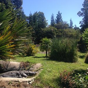 American Alligator Exhibit
