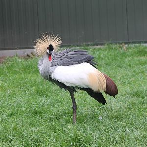 Grey crowned crane