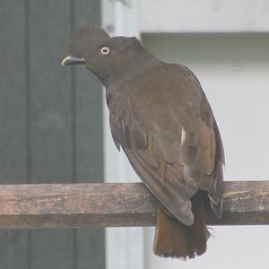 Female Guianan cock-of-the-rock