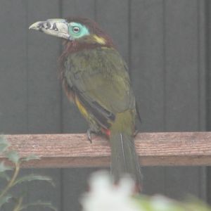 Spot-billed toucanet