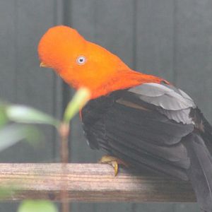 Male Andean cock-of-the-rock