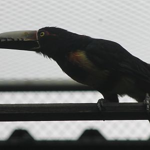 Collared aracari