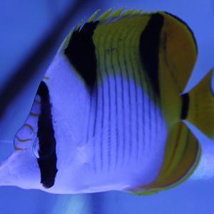 Chaetodon falcula