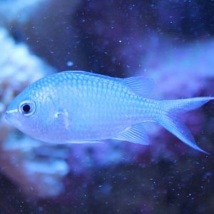 Chromis viridis