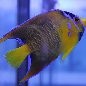 Holacanthus ciliaris