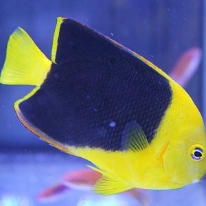 Holacanthus tricolor