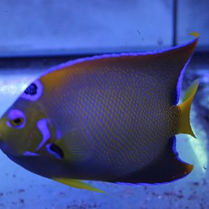 Holacanthus ciliaris