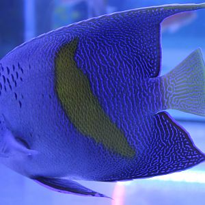 Pomacanthus maculosus