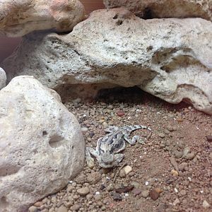 Horned Lizard - (Phrynosoma Platyrhinos)