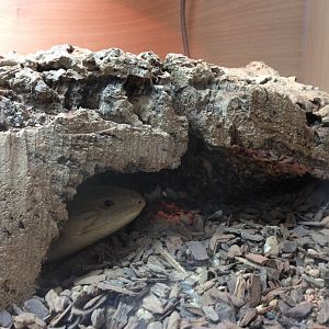 Blue-Tongue Skink - (Tiliqua Scincoldes)