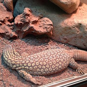 Spiny-Tailed Monitor - (Varanus Acantharus)