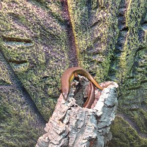 Sun Skinks - (Eutropis Multifasciata)