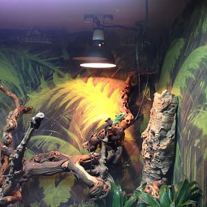 Plumed Basilisk - (Basiliscus Plumifrons)