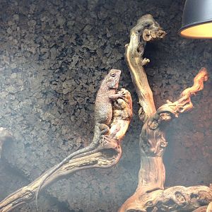 Oriental Garden Lizard - (Calotes Versicolor)