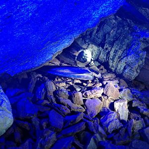 Deaths Head Cockroaches - (Blaberus Craniifer)