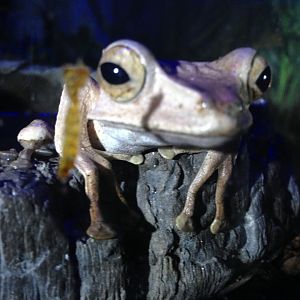 Borneo Eared Frog - (Polypedates Otilophus)