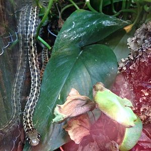 Checkered Garter Snake - (Thamnophis Marcianus)