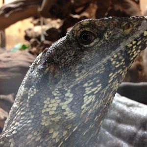 Frilled Dragon - (Chlamydosaurus Kingii)