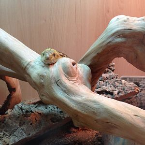 Gopher Snake - (Pituophis Catenifer)