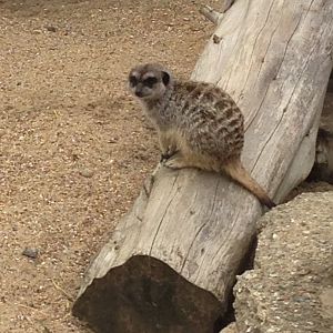 Meerkat - (Suricata suricatta)