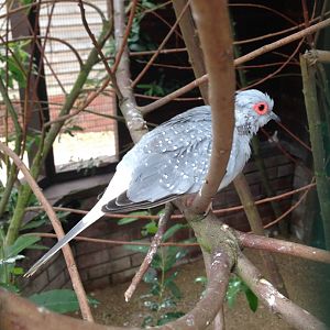 Diamond Dove - (Geopelia Cuneata)