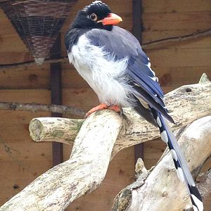 Red-Billed Blue Magpie - (Urocissa Erythroryncha)