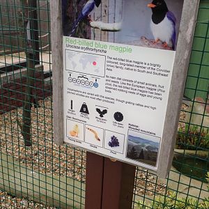Red-Billed Blue Magpie - (Urocissa Erythroryncha) Sign