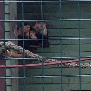 White-Headed Capuchin Family - (Cebus Capucinus)