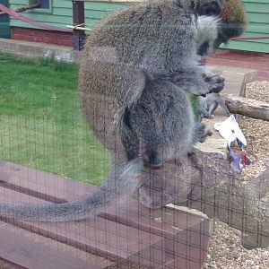 Grivet Monkey - (Chlorocebus Aethiops)