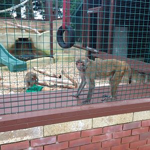 Rhesus Macaques - (Macaca Mulatta)