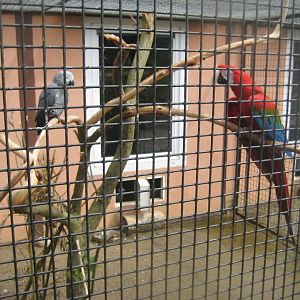 Vogelpark Niendorf - Grey parrot/macaw aviary