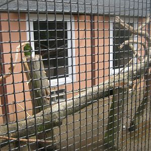 Vogelpark Niendorf - Amazon parrot/cockatoo aviary