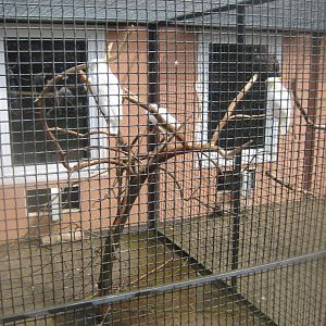 Vogelpark Niendorf - Cockatoo/eclectus parrot aviary