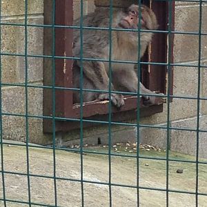 Barbary Macaque - (Macaca Sylvanus)