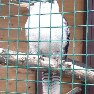 Laughing Kookaburra - (Dacelo Novaeguineae)