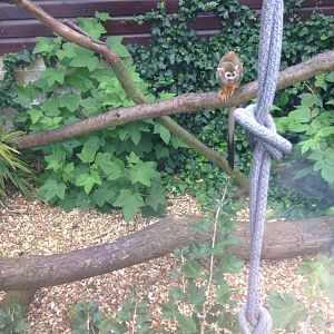 Common Squirrel Monkey - (Saimiri Sciureus)