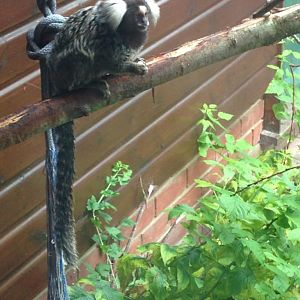 Common Marmoset - (Callithrix Jacchus)