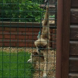 Lar Gibbon - (Hylobates Lar)